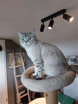 Brits Kort Haar kittens Silver/ Cinnamon Shaded Point - 5