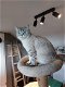 Brits Kort Haar kittens Silver/ Cinnamon Shaded Point - 5 - Thumbnail