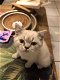 Brits Kort Haar kittens Silver/ Cinnamon Shaded Point - 7 - Thumbnail