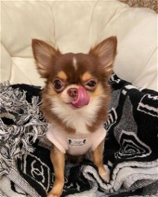 Chihuahua-puppy's met T-cup