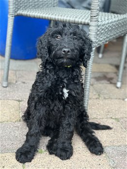 Labradoodle pups - 0