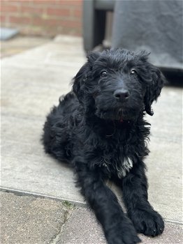 Labradoodle pups - 1