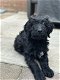 Labradoodle pups - 1 - Thumbnail