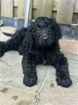 Labradoodle pups - 2