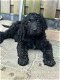 Labradoodle pups - 2 - Thumbnail