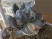 Echeveria Decora Variegada Variegated Vetplanten Succulenten Kamerplanten - 1 - Thumbnail