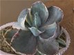 Echeveria Decora Variegada Variegated Vetplanten Succulenten Kamerplanten - 2 - Thumbnail