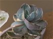 Echeveria Decora Variegada Variegated Vetplanten Succulenten Kamerplanten - 3 - Thumbnail