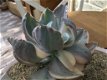 Echeveria Decora Variegada Variegated Vetplanten Succulenten Kamerplanten - 4 - Thumbnail