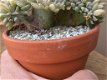 Echeveria Runyonii Topsy Turvy Crested Zeldzame Vetplanten - 4 - Thumbnail