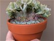 Echeveria Runyonii Topsy Turvy Crested Zeldzame Vetplanten - 7 - Thumbnail