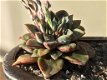 Echeveria purpusorum dionysos - 0 - Thumbnail