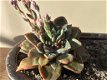 Echeveria purpusorum dionysos - 1 - Thumbnail