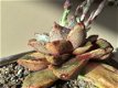 Echeveria purpusorum dionysos - 2 - Thumbnail