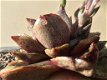 Echeveria purpusorum dionysos - 3 - Thumbnail