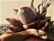 Echeveria purpusorum dionysos - 4 - Thumbnail
