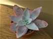 Echeveria Cante Succulenten Zeldzame Vetplanten - 0 - Thumbnail