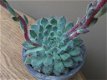 Echeveria Setosa Minor - 0 - Thumbnail