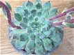 Echeveria Setosa Minor - 3 - Thumbnail