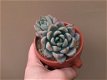 Pachyveria Hanabijin Bijzondere Zeldzame Vetplanten Succulenten - 0 - Thumbnail