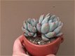 Pachyveria Hanabijin Bijzondere Zeldzame Vetplanten Succulenten - 2 - Thumbnail