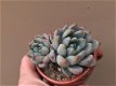 Pachyveria Hanabijin Bijzondere Zeldzame Vetplanten Succulenten - 3 - Thumbnail