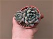 Pachyveria Hanabijin Bijzondere Zeldzame Vetplanten Succulenten - 4 - Thumbnail