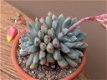 Echeveria Subcorymbosa - 1 - Thumbnail