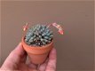 Echeveria Subcorymbosa - 2 - Thumbnail