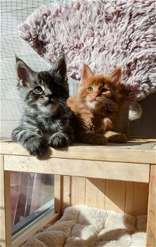 Beste Siberische kittens fhk met microchip en stamboom - 0