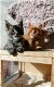 Beste Siberische kittens fhk met microchip en stamboom - 0 - Thumbnail