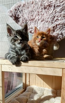 Beste Siberische kittens fhk met microchip en stamboom