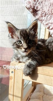 Beste Siberische kittens fhk met microchip en stamboom - 1