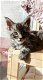 Beste Siberische kittens fhk met microchip en stamboom - 1 - Thumbnail