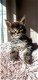 Beste Siberische kittens fhk met microchip en stamboom - 2 - Thumbnail