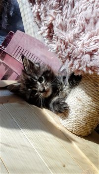 Beste Siberische kittens fhk met microchip en stamboom - 3