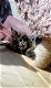 Beste Siberische kittens fhk met microchip en stamboom - 3 - Thumbnail
