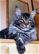 Beste Siberische kittens fhk met microchip en stamboom - 4 - Thumbnail