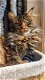 Beste Siberische kittens fhk met microchip en stamboom - 5 - Thumbnail