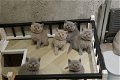 Golden Shaded Britse Korthaar Kittens met Stamboom - 0 - Thumbnail