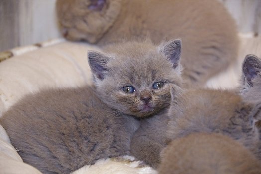 Golden Shaded Britse Korthaar Kittens met Stamboom - 1