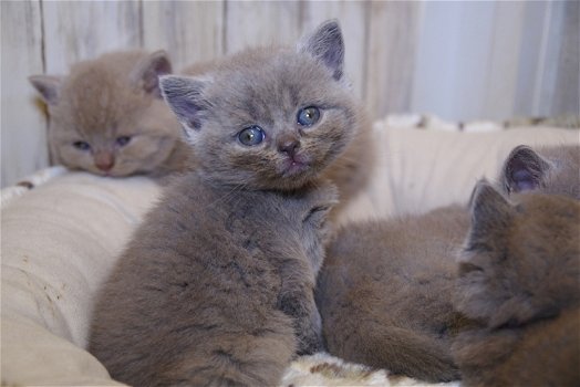 Golden Shaded Britse Korthaar Kittens met Stamboom - 2