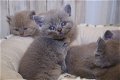 Golden Shaded Britse Korthaar Kittens met Stamboom - 2 - Thumbnail