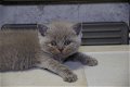 Golden Shaded Britse Korthaar Kittens met Stamboom - 3 - Thumbnail