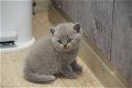 Golden Shaded Britse Korthaar Kittens met Stamboom - 4 - Thumbnail