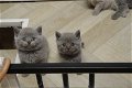 Golden Shaded Britse Korthaar Kittens met Stamboom - 5 - Thumbnail