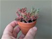 Crassula lanuginosa pachystemon Vetplanten Kamerplanten Kuipplanten - 1 - Thumbnail