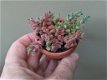 Crassula lanuginosa pachystemon Vetplanten Kamerplanten Kuipplanten - 2 - Thumbnail
