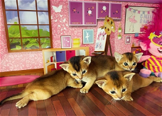Abessijnse kittens