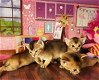 Abessijnse kittens - 2 - Thumbnail